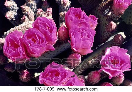 Blossom, Flower, Closeup, Pink, Flowers, Bloom View Large Photo Image Stock Photo - Blossom, Flower, Closeup, Pink, Flowers, Bloom. Fotosearch