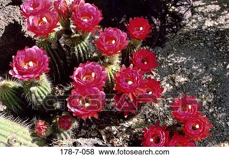 Blossom, Flowers, Blooming, Flower, Botanical, Pink, Flowers View Large Photo Image Stock Photo - Blossom, Flowers, Blooming, Flower, Botanical, Pink, Flowers. Fotosearch