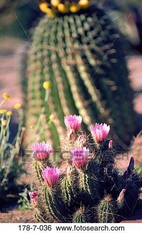 Blossoming, Blooming, Flower, Botanical, Cactus, Up, Flower View Large Photo Image Stock Photograph - Blossoming, Blooming, Flower, Botanical, Cactus, Up, Flower. Fotosearch