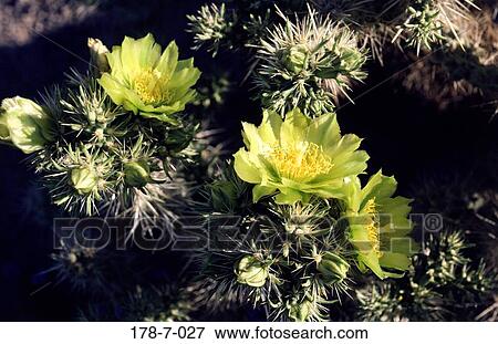 Blossoming, Flowers, Outdoors, Cactus, Nature, Blossom, Blooming View Large Photo Image Stock Photo - Blossoming, Flowers, Outdoors, Cactus, Nature, Blossom, Blooming. Fotosearch