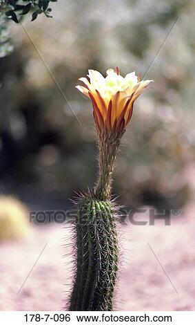Blossoming, Flowers, Single, Nature, Flower, Flower, Blooming View Large Photo Image Stock Photograph - Blossoming, Flowers, Single, Nature, Flower, Flower, Blooming. Fotosearch