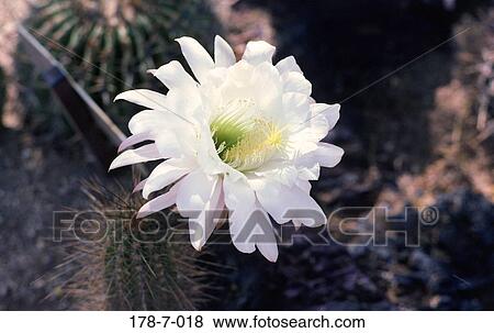 Blossoming, Outdoors, Bloom, Flowers, Desert, Closeup, Close View Large Photo Image Stock Photo - Blossoming, Outdoors, Bloom, Flowers, Desert, Closeup, Close. Fotosearch