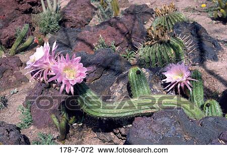 Blossoming, Pink, Flower, Flowers, Blossom, Desert, Flowers View Large Photo Image Stock Image - Blossoming, Pink, Flower, Flowers, Blossom, Desert, Flowers. Fotosearch