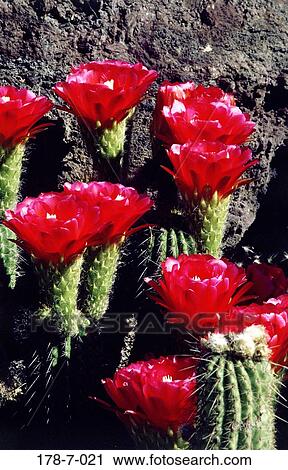 Botanical, Desert, Cactus, Blossom, Flower, Blooming, Blossoming View Large Photo Image Stock Image - Botanical, Desert, Cactus, Blossom, Flower, Blooming, Blossoming. Fotosearch
