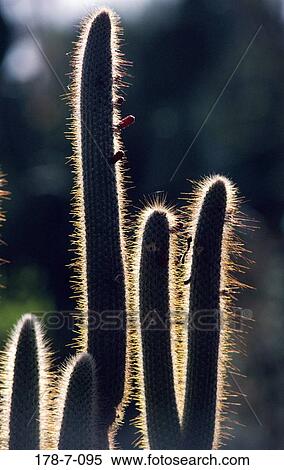 Botanical, Nature, Outdoors, Desert, Flowers, Cactus, Cactus View Large Photo Image Stock Photography - Botanical, Nature, Outdoors, Desert, Flowers, Cactus, Cactus. Fotosearch