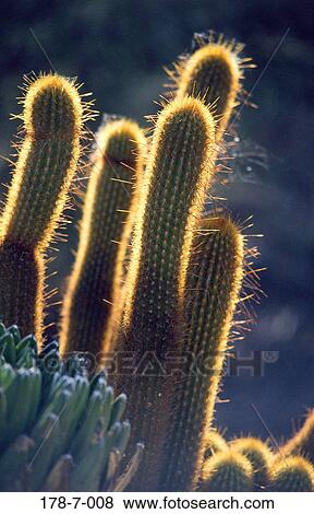Botanical, Outdoors, Cactus, Flowers, Desert, Cactus, Nature View Large Photo Image Stock Photo - Botanical, Outdoors, Cactus, Flowers, Desert, Cactus, Nature. Fotosearch
