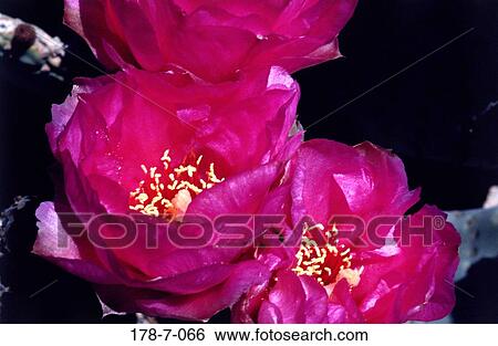 Botanical, Pink, Close, Flower, Bloom, Blossoming, Outdoors View Large Photo Image Stock Photograph - Botanical, Pink, Close, Flower, Bloom, Blossoming, Outdoors. Fotosearch