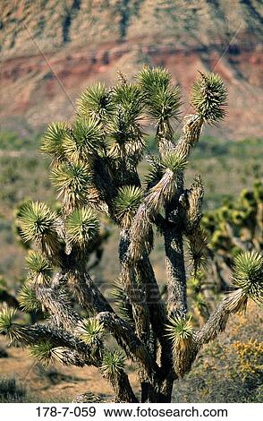 Cactus, Bloom, Blossoming, Nature, Outdoors, Desert, Botanical View Large Photo Image Stock Photo - Cactus, Bloom, Blossoming, Nature, Outdoors, Desert, Botanical. Fotosearch