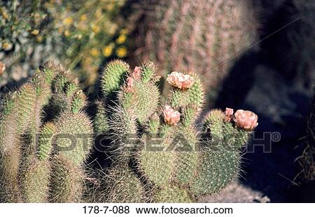 Cactus, Bloom, Desert, Blossoming, Flower, Blooming, Flowers View Large Photo Image Stock Photo - Cactus, Bloom, Desert, Blossoming, Flower, Blooming, Flowers. Fotosearch