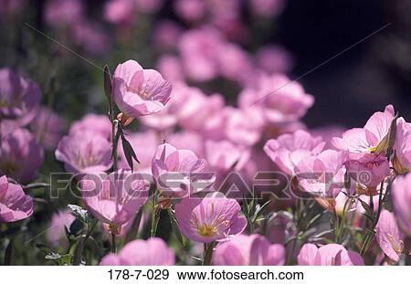 Cactus, Bloom, Desert, Flowers, Cactus, Botanical, Blossoming View Large Photo Image Stock Photo - Cactus, Bloom, Desert, Flowers, Cactus, Botanical, Blossoming. Fotosearch