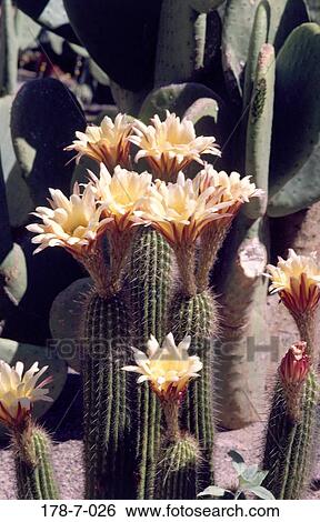 Cactus, Bloom, Flowers, Outdoors, Blossoming, Desert, Flower View Large Photo Image Stock Photograph - Cactus, Bloom, Flowers, Outdoors, Blossoming, Desert, Flower. Fotosearch