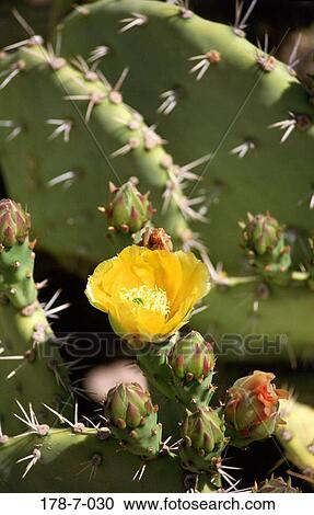 Cactus, Cactus, Bloom, Nature, Single, Desert, Close View Large Photo Image Stock Image - Cactus, Cactus, Bloom, Nature, Single, Desert, Close. Fotosearch