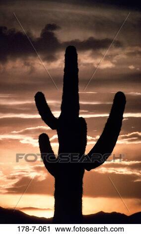 Cactus, Cactus, Saguaro, Nature, Botanical, Desert, Flowers View Large Photo Image Stock Image - Cactus, Cactus, Saguaro, Nature, Botanical, Desert, Flowers. Fotosearch