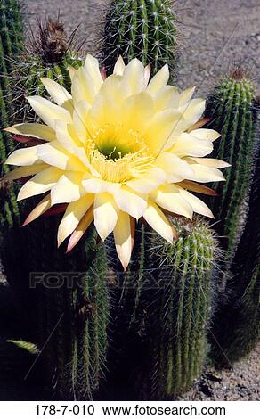 Cactus, Closeup, Close-up, Outdoors, Flowers, Flower, Cactus View Large Photo Image Stock Image - Cactus, Closeup, Close-up, Outdoors, Flowers, Flower, Cactus. Fotosearch