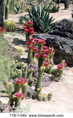 Cactus, Flower, Blossoming, Blooming, Flowers, Flowers, Nature View Large Photo Image Stock Photography - Cactus, Flower, Blossoming, Blooming, Flowers, Flowers, Nature. Fotosearch