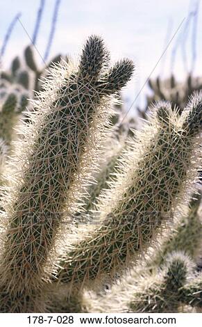 Cactus, Outdoors, Nature, Botanical, Desert, Flowers, Cactus View Large Photo Image Stock Photo - Cactus, Outdoors, Nature, Botanical, Desert, Flowers, Cactus. Fotosearch