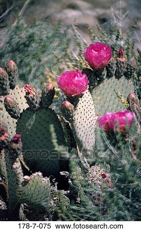 Cactus, Pink, Blossoming, Flowers, Botanical, Cactus, Desert View Large Photo Image Stock Photography - Cactus, Pink, Blossoming, Flowers, Botanical, Cactus, Desert. Fotosearch