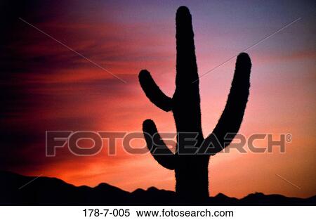 Cactus, Sunset, Cactus, Flowers, Desert, Saguaro, Nature View Large Photo Image Stock Photography - Cactus, Sunset, Cactus, Flowers, Desert, Saguaro, Nature. Fotosearch