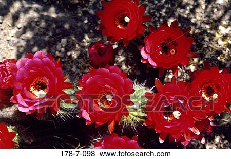 Close-up, Flowers, Desert, Nature, Blossom, Blooming, Closeup View Large Photo Image Stock Photo - Close-up, Flowers, Desert, Nature, Blossom, Blooming, Closeup. Fotosearch
