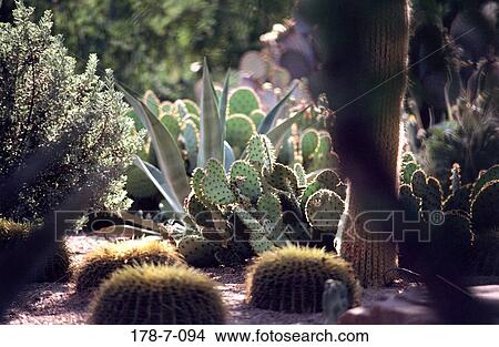 Desert, Cactus, Outdoors, Nature, Flowers, Botanical, Cactus View Large Photo Image Picture - Desert, Cactus, Outdoors, Nature, Flowers, Botanical, Cactus. Fotosearch