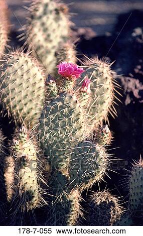 Flower, Bloom, Cactus, Blossom, Desert, Botanical, Flower View Large Photo Image Stock Photography - Flower, Bloom, Cactus, Blossom, Desert, Botanical, Flower. Fotosearch