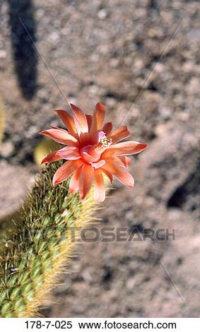 Flower, Blossom, Nature, Orange, Outdoors, Flowers, Flowers View Large Photo Image Stock Photography - Flower, Blossom, Nature, Orange, Outdoors, Flowers, Flowers. Fotosearch