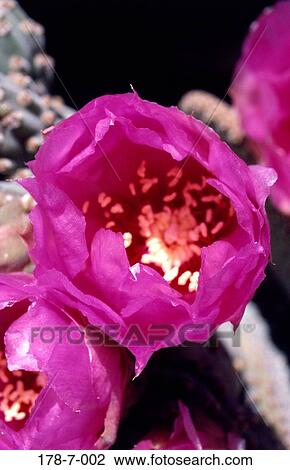 Flower, Flowers, Bloom, Up, Desert, Nature, Closeup View Large Photo Image Stock Image - Flower, Flowers, Bloom, Up, Desert, Nature, Closeup. Fotosearch