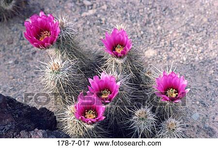 Flower, Nature, Blooming, Flowers, Desert, Cactus, Bloom View Large Photo Image Stock Photo - Flower, Nature, Blooming, Flowers, Desert, Cactus, Bloom. Fotosearch