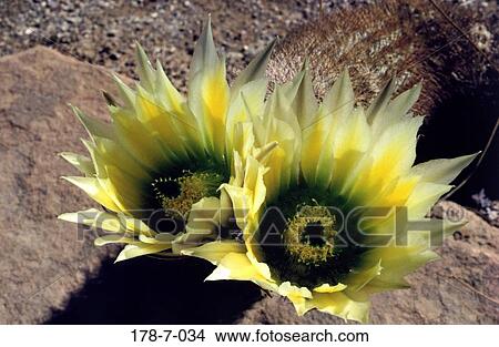 Flower, Outdoors, Cactus, Closeup, Close, Flowers, Botanical View Large Photo Image Picture - Flower, Outdoors, Cactus, Closeup, Close, Flowers, Botanical. Fotosearch