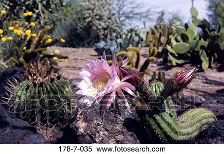 Flower, Pink, Cactus, Botanical, Blossoming, Nature, Cactus View Large Photo Image Stock Photography - Flower, Pink, Cactus, Botanical, Blossoming, Nature, Cactus. Fotosearch