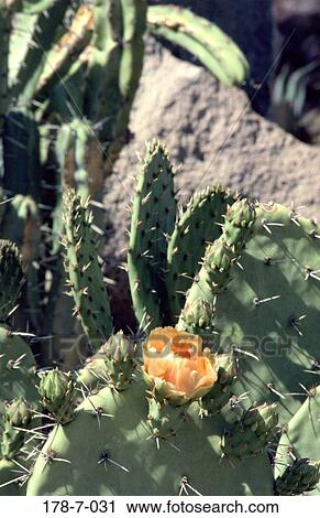 Flower, Single, Blossom, Blossoming, Flowers, Botanical, Flowers View Large Photo Image Stock Image - Flower, Single, Blossom, Blossoming, Flowers, Botanical, Flowers. Fotosearch