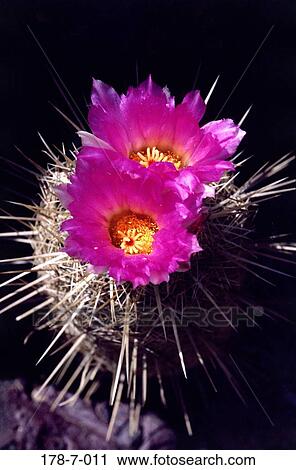 Flowers, Bloom, Blooming, Botanical, Desert, Blossom, Cactus View Large Photo Image Stock Image - Flowers, Bloom, Blooming, Botanical, Desert, Blossom, Cactus. Fotosearch
