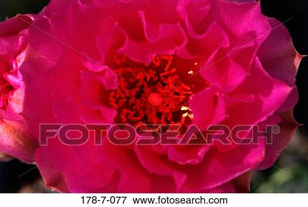 Flowers, Bloom, Cactus, Blossom, Flower, Flower, Desert View Large Photo Image Stock Photo - Flowers, Bloom, Cactus, Blossom, Flower, Flower, Desert. Fotosearch