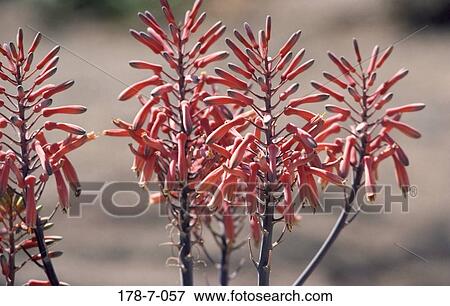 Flowers, Blooming, Blossom, Cactus, Blossoming, Botanical, Outdoors View Large Photo Image Stock Photo - Flowers, Blooming, Blossom, Cactus, Blossoming, Botanical, Outdoors. Fotosearch