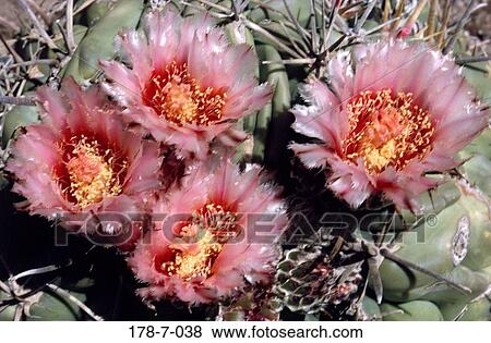 Flowers, Blossom, Close, Blossoming, Nature, Pink, Bloom View Large Photo Image Stock Photo - Flowers, Blossom, Close, Blossoming, Nature, Pink, Bloom. Fotosearch