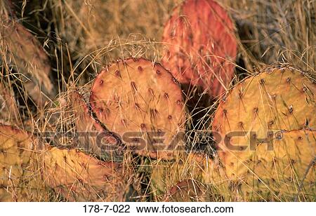 Flowers, Botanical, Cactus, Nature, Outdoors, Cactus View Large Photo Image Stock Image - Flowers, Botanical, Cactus, Nature, Outdoors, Cactus. Fotosearch