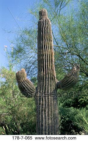 Flowers, Botanical, Desert, Outdoors, Cactus, Nature, Cactus View Large Photo Image Stock Photography - Flowers, Botanical, Desert, Outdoors, Cactus, Nature, Cactus. Fotosearch