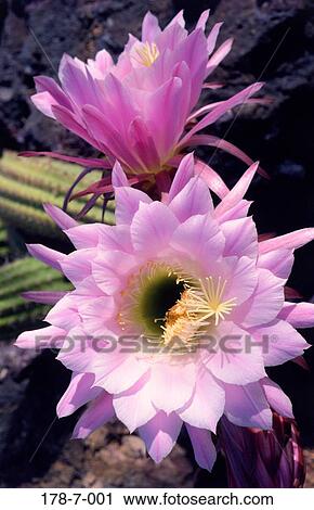 Flowers, Cactus, Botanical, Pink, Desert, Bloom, Close-up View Large Photo Image Stock Image - Flowers, Cactus, Botanical, Pink, Desert, Bloom, Close-up. Fotosearch