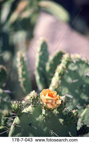 Flowers, Desert, Blossoming, Flower, Bloom, Flowers, Flower View Large Photo Image Stock Image - Flowers, Desert, Blossoming, Flower, Bloom, Flowers, Flower. Fotosearch