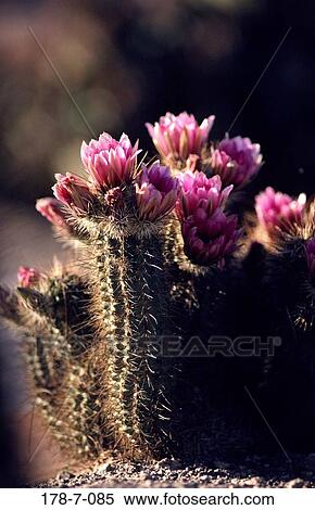 Flowers, Flower, Bloom, Desert, Blossoming, Cactus, Blossom View Large Photo Image Stock Photography - Flowers, Flower, Bloom, Desert, Blossoming, Cactus, Blossom. Fotosearch