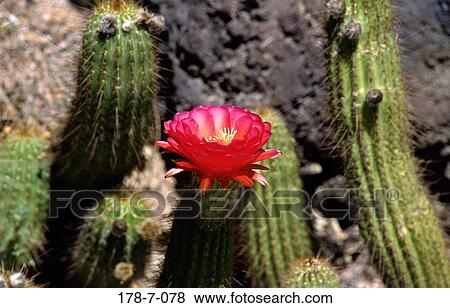 Flowers, Flower, Single, Nature, Cactus, Bloom, Flowers View Large Photo Image Stock Photo - Flowers, Flower, Single, Nature, Cactus, Bloom, Flowers. Fotosearch
