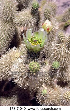 Flowers, Outdoors, Bloom, Nature, Blooming, Botanical, Blossom View Large Photo Image Stock Image - Flowers, Outdoors, Bloom, Nature, Blooming, Botanical, Blossom. Fotosearch