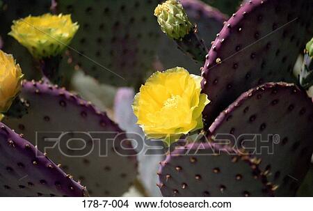 Flowers, Yellow, Botanical, Desert, Flower, Close, Flower View Large Photo Image Picture - Flowers, Yellow, Botanical, Desert, Flower, Close, Flower. Fotosearch