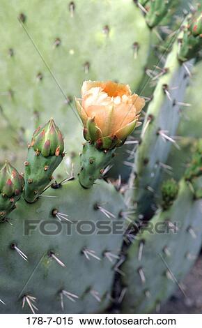 Nature, Blossom, Outdoors, Flowers, Up, Close, Flower View Large Photo Image Stock Photography - Nature, Blossom, Outdoors, Flowers, Up, Close, Flower. Fotosearch