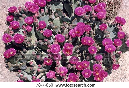 Nature, Blossoming, Flowers, Pink, Outdoors, Bloom, Blooming View Large Photo Image Stock Image - Nature, Blossoming, Flowers, Pink, Outdoors, Bloom, Blooming. Fotosearch