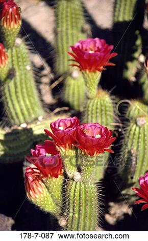Stock Photo - Nature, Botanical, Blooming, Flower, Cactus, Desert, Blossoming. Fotosearch