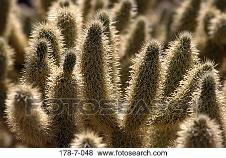 Nature, Botanical, Cactus, Flowers, Outdoors, Desert View Large Photo Image Stock Photo - Nature, Botanical, Cactus, Flowers, Outdoors, Desert. Fotosearch
