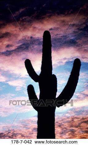 Nature, Botanical, Desert, Cactus, Outdoors, Silhouette, Saguaro View Large Photo Image Stock Image - Nature, Botanical, Desert, Cactus, Outdoors, Silhouette, Saguaro. Fotosearch