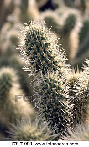 Nature, Botanical, Flowers, Outdoors, Close-up, Closeup, Close View Large Photo Image Stock Photo - Nature, Botanical, Flowers, Outdoors, Close-up, Closeup, Close. Fotosearch