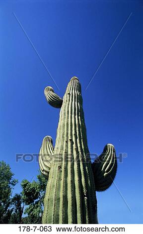 Nature, Cactus, Botanical, Desert, Flowers, Saguaro, Cactus View Large Photo Image Stock Image - Nature, Cactus, Botanical, Desert, Flowers, Saguaro, Cactus. Fotosearch